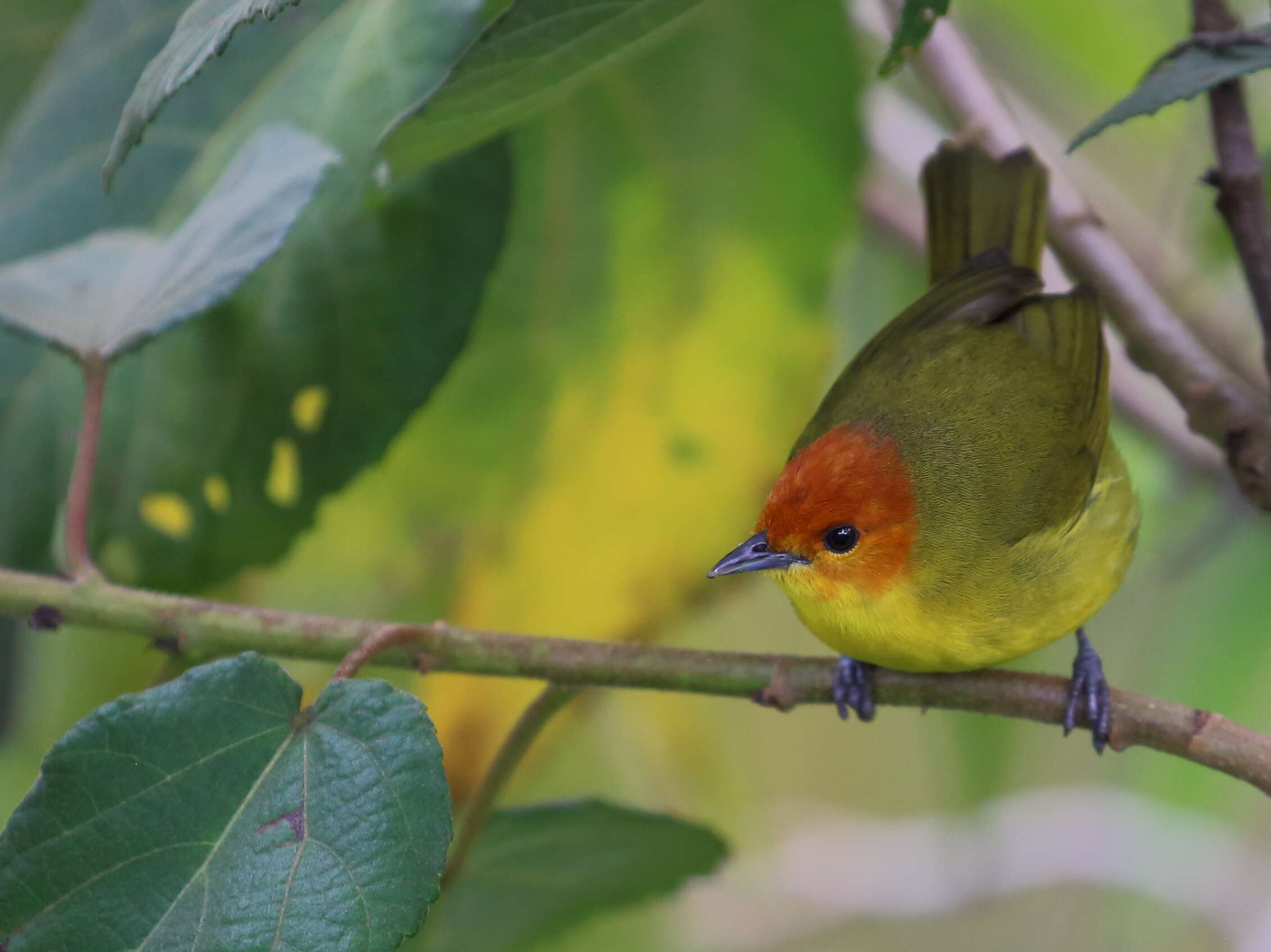 Image of Rust-and-yellow Tanager