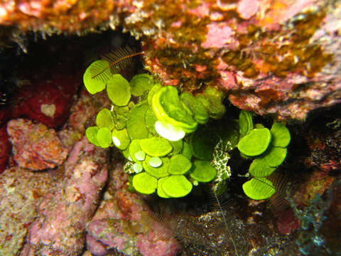 Image of Halimeda discoidea