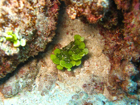 Image of Halimeda discoidea