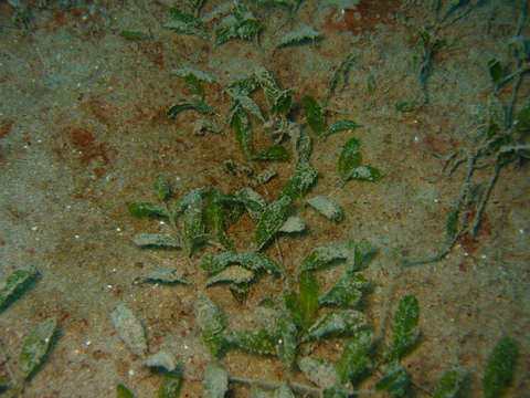 Image of seagrass