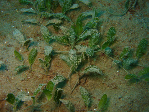 Image of seagrass