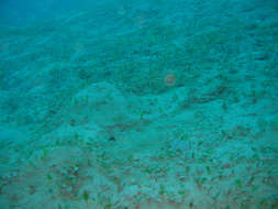 Image of seagrass