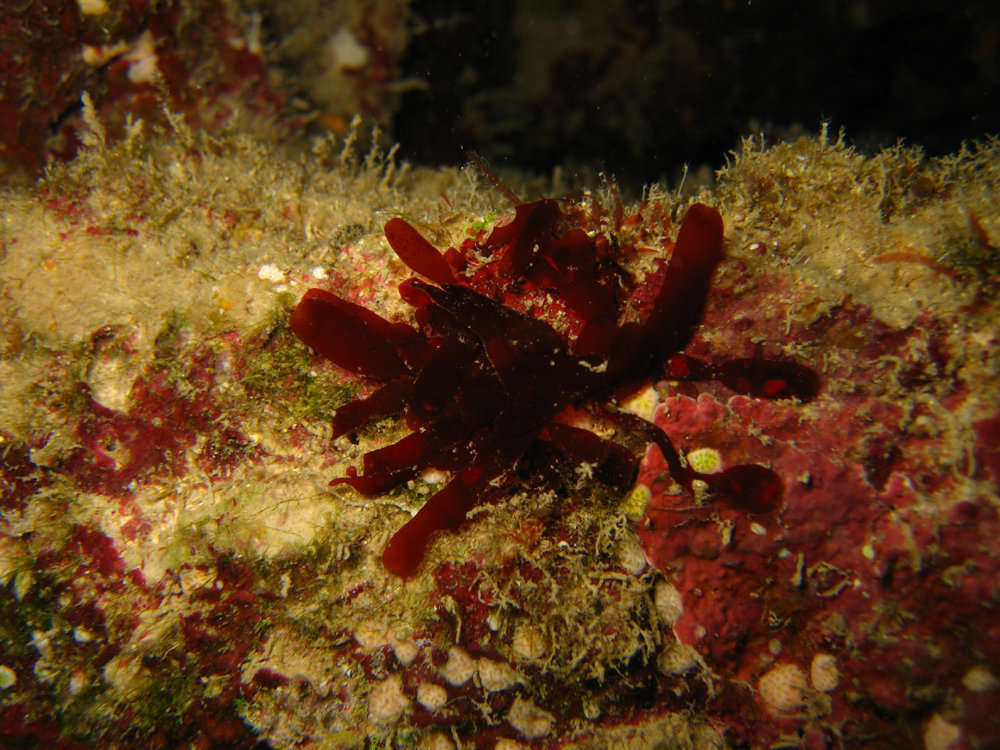 Image de Florideophycidae Cronquist 1960