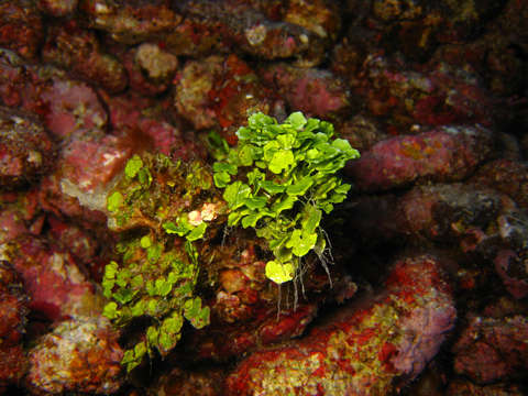 Image of Halimeda opuntia