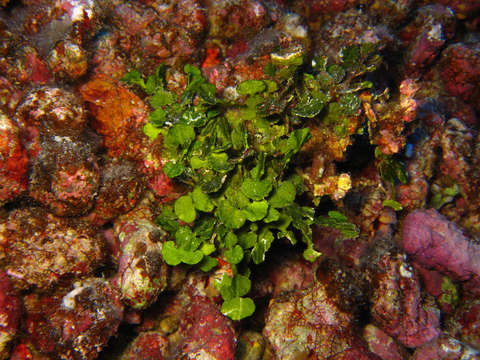 Image of Halimeda opuntia