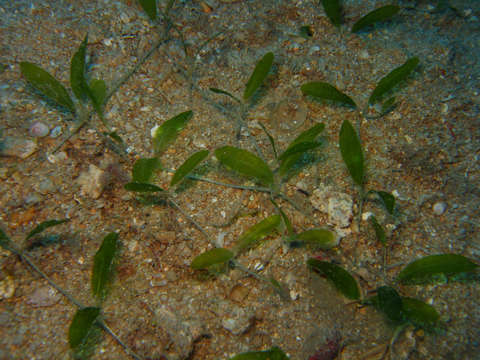 Image of seagrass