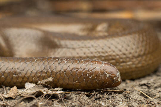 Image of Northern Rubber Boa