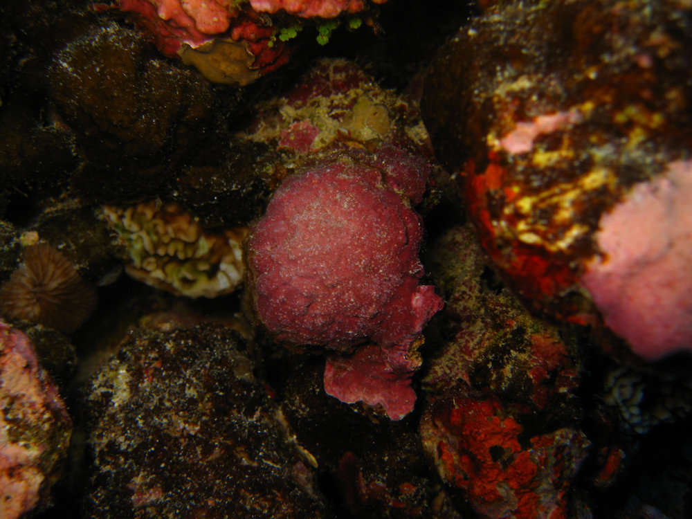 Image of Florideophycidae Cronquist 1960