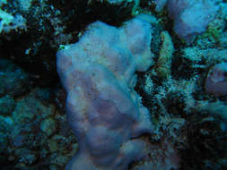 Image of Corallinophycidae