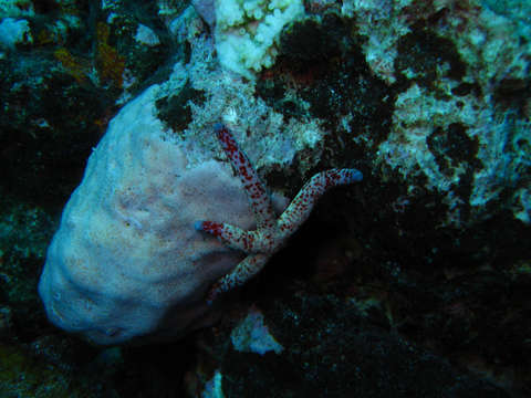 Image of Corallinophycidae