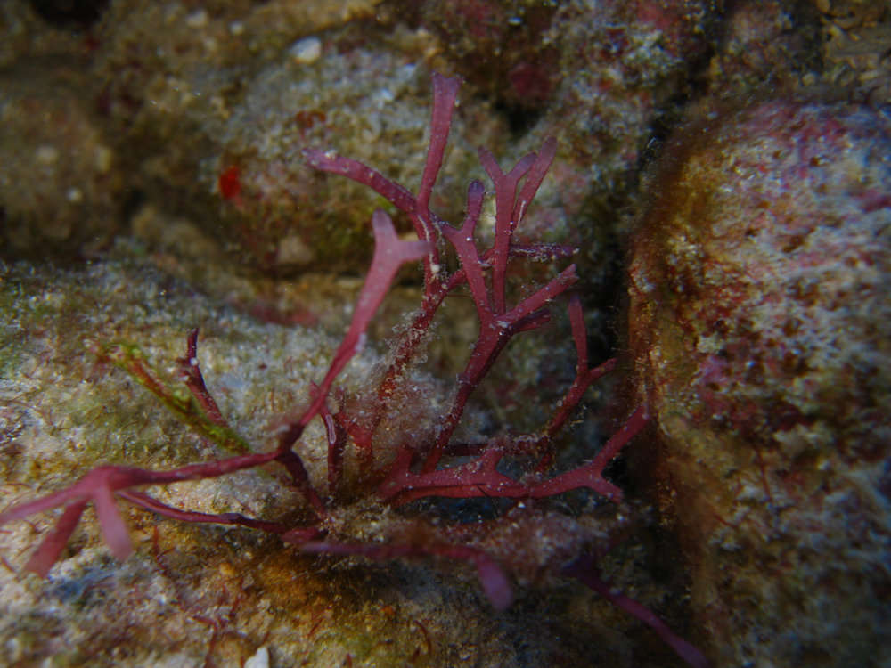 Image of Florideophycidae Cronquist 1960