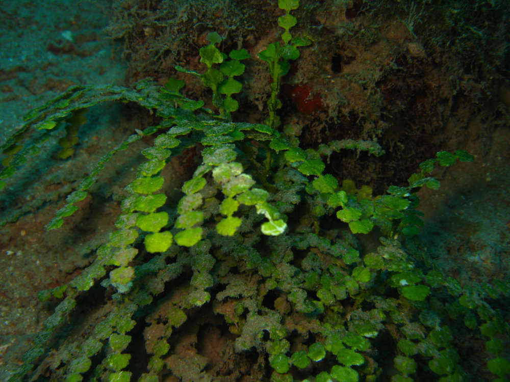 Image of Halimeda borneensis