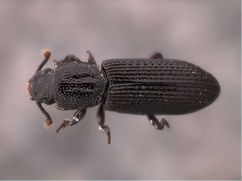 Image of Fungus, Bark, Darkling and Blister Beetles