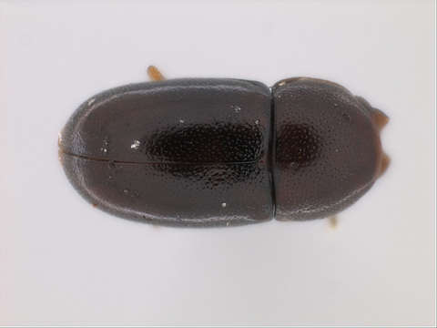 Image of minute tree-fungus beetles