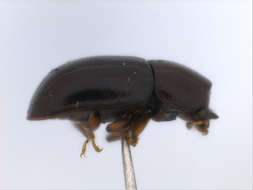 Image of minute tree-fungus beetles