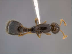 Image of Panarthropoda