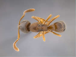 Image of Panarthropoda