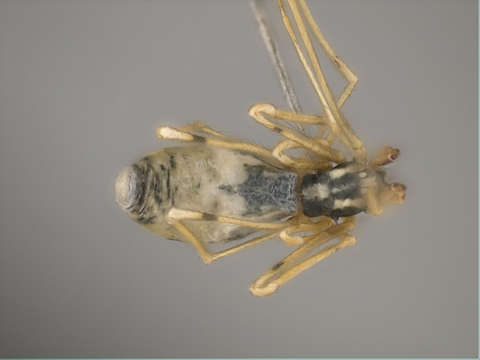 Image of Araneoidea
