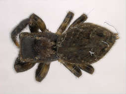 Image of Panarthropoda