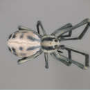 Image of hackled orb-weavers