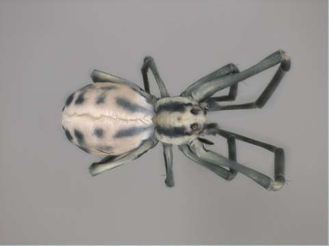 Image of hackled orb-weavers