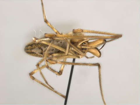 Image of Araneoidea