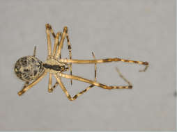 Image of Panarthropoda