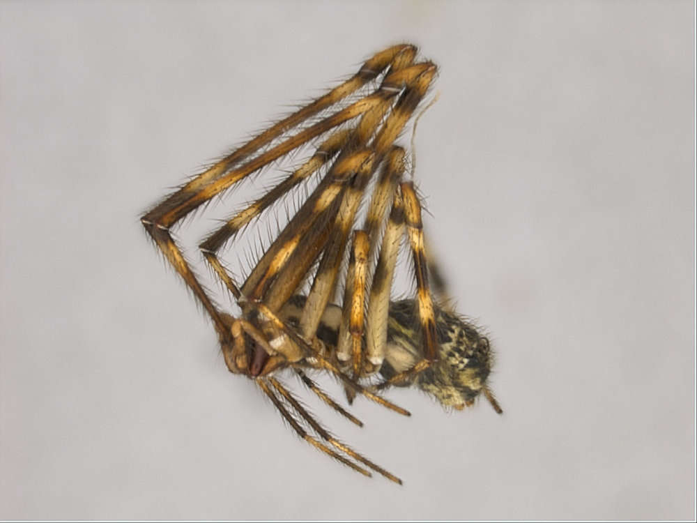 Image of Panarthropoda