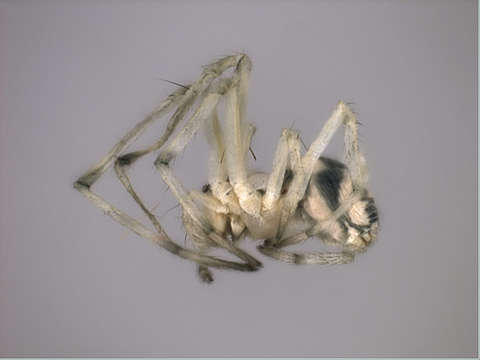 Image of hackled orb-weavers