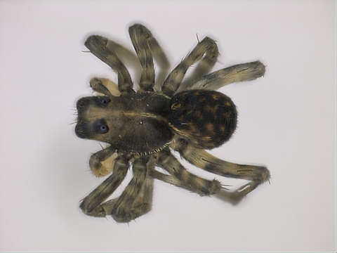 Image of Panarthropoda