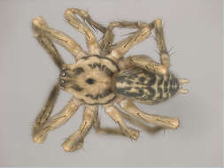 Image of Panarthropoda