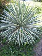 Image of century plant