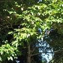 Image of Crepe Myrtle Tree