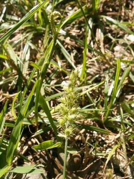 Image of sandbur