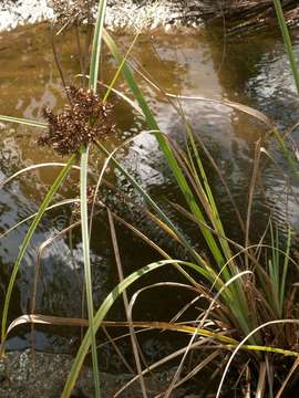 Image of Javanese flatsedge