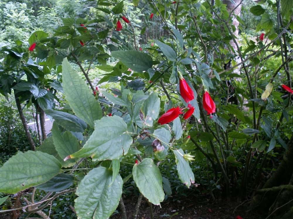 Image of wax mallow