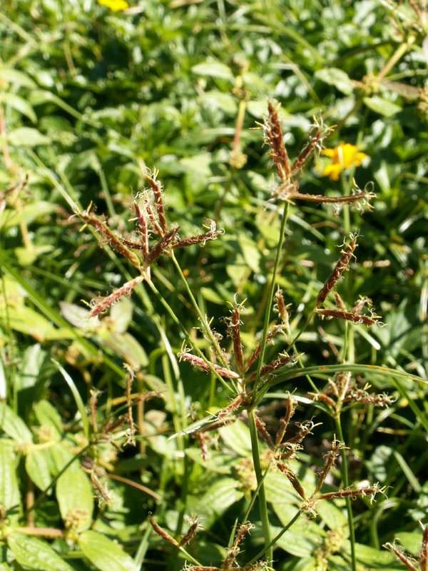 Imagem de Cyperus rotundus L.