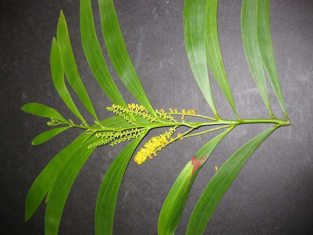 Plancia ëd Acacia spirorbis Labill.