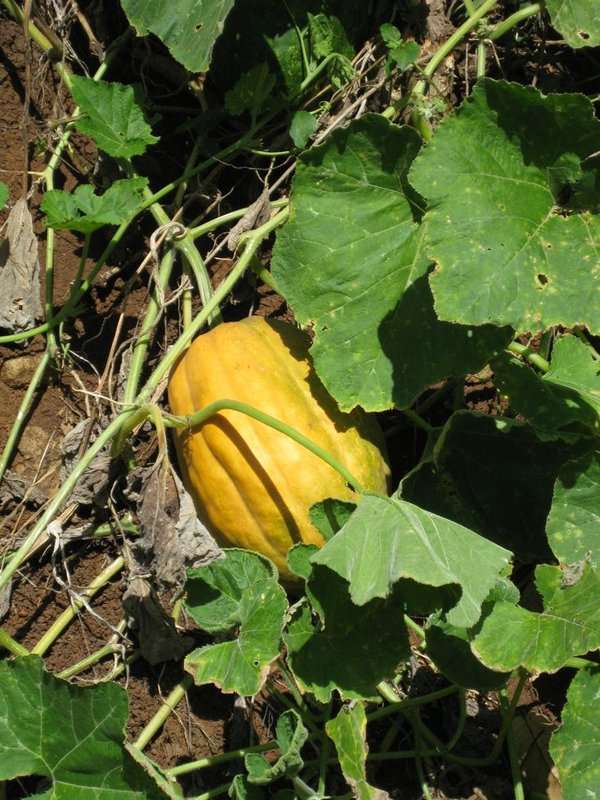 Image of gourd