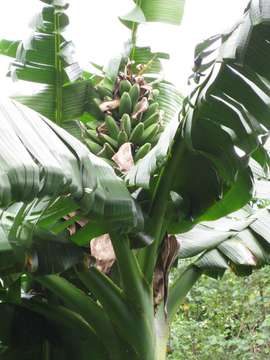 Image of fe'i banana