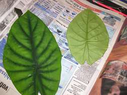 Imagem de Alocasia