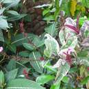 Image of Pseuderanthemum carruthersii var. atropurpureum (Bull) Fosberg