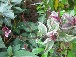 Image de Pseuderanthemum carruthersii var. atropurpureum (Bull) Fosberg