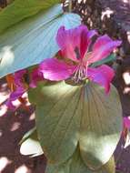 Image of bauhinia