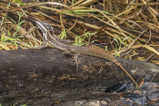 Image of Common Basilisk