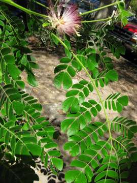 Image of albizia