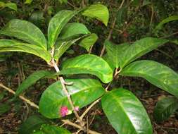 Image of Bush Cherries