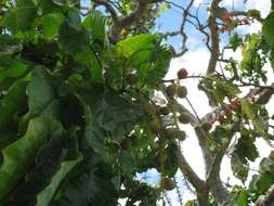 Image de Magnoliopsida
