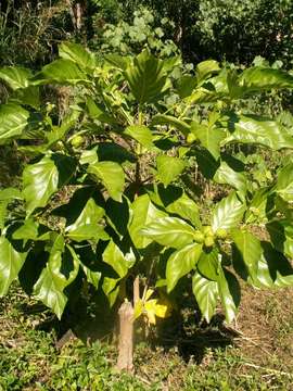 Image of Morinda