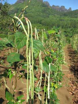 Image of cowpea